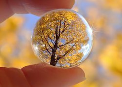 Szklana kula z jesiennym drzewem