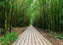 Szlak Pipiwai w lesie bambusowym na wyspie Maui