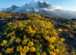 Stany Zjednoczone, Waszyngton, Park Narodowy Mount Rainier, Góra, Szlak Widokowy Mount Fremont, Kwiaty