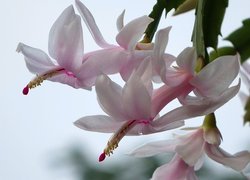 Szlumbergera