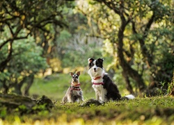 Sznaucer miniaturowy i border collie na łące i ich wspólne foto