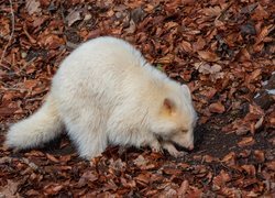 Szop pracz albinos