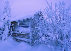 Szopa i krzewy w głębokim śniegu