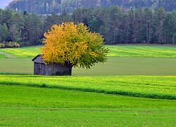 Szopa pod drzewem na polu