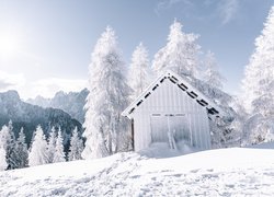 Szopa pod ośnieżonymi drzewami w górach