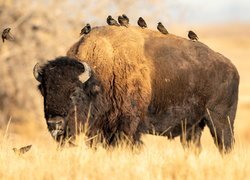 Szpaki na grzbiecie bizona