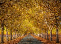 Szpalery drzew wzdłuż drogi jesienią