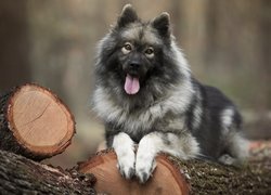 Pies, Szpic eurasier, Kłody, Drewno