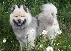 Szpic eurasier na trawie wśród kwiatów