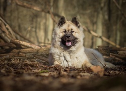 Szpic eurasier odpoczywa na leśnych liściach i gałazkach