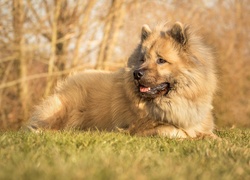 Szpic eurasier przysiadł na łące