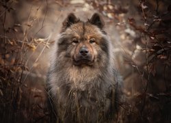 Pies, Szpic Eurasier, Spojrzenie, Gałęzie