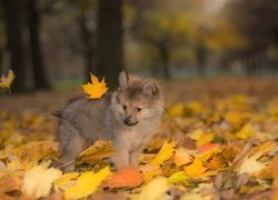 Pies, Szpic miniaturowy, Szczeniak, Liście