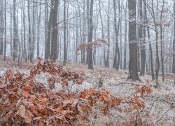 Szron na uschniętych liściach