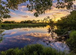 Jezioro, Szuwary, Trawa, Drzewa, Lato, Chmury, Gałęzie, Zachód słońca