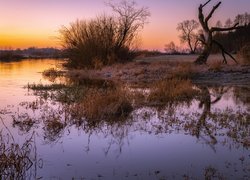 Szuwary i drzewa nad Biebrzą o wschodzie słońca