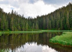 Szuwary i las iglasty nad jeziorem