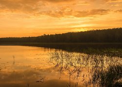 Zachód słońca, Jezioro, Rośliny, Las