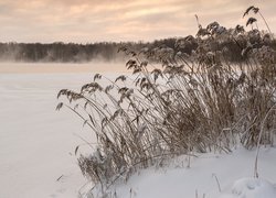 Las, Jezioro, Mgła, Szuwary, Trawy, Śnieg