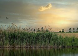 Szuwary i ogrodzenie na brzegu rzeki