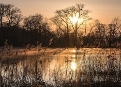 Szuwary i pływający łabędź w stawie