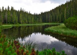 Szuwary na jeziorze w lesie iglastym