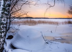 Finlandia, Ruonala, Zima, Drzewa, Brzozy, Szuwary, Zamarznięte, Jezioro