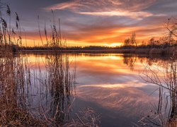 Szuwary nad jeziorem pod kolorowym niebem zachodzącego słońca