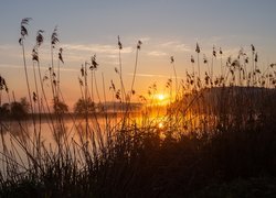 Jezioro, Trawa, Szuwary, Zachód słońca