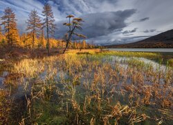 Rosja, Kołyma, Jezioro Sosiednie, Szuwary, Drzewa, Jesień