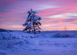Szwedzka gmina Arvika zimą