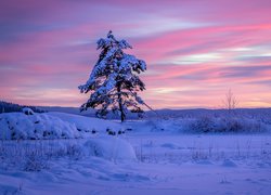 Szwecja, Region Värmland, Gmina Arvika, Zima, Wschód słońca, Ośnieżone, Drzewo