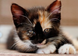 Szylkretowy mały kotek