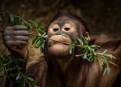 Szympans obgryzający gałązkę