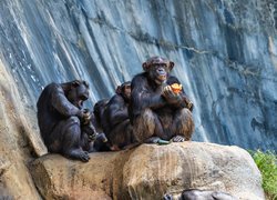 Szympansy na skale