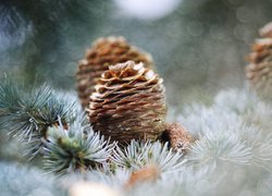 Sosna, Gałązki, Szyszki, Bokeh