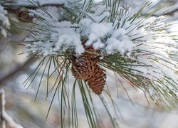 Szyszki na ośnieżonych gałązkach sosny