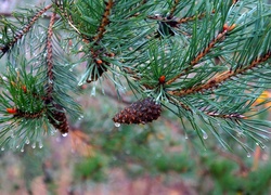 Zielone, Gałążki, Świerk, Szyszki