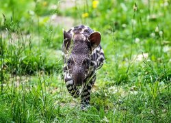 Tapir w trawie