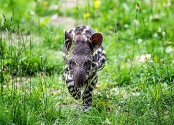 Młody, Tapir amerykański, Trawa