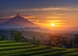 Tarasy ryżowe na tle stratowulkanu Mount Agung na wyspie Bali