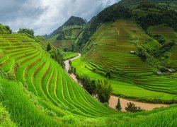 Wzgórza, Pola, Uprawne, Tarasy ryżowe, Sa Pa, Prowincja Lao Cai, Wietnam
