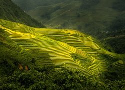 Tarasy ryżowe w wietnamskim Sa Pa
