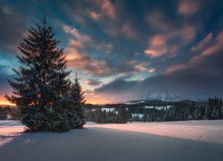 Słowacja, Góry Tatry Bielskie, Wschód Słońca, Zima, Drzewa, Śnieg