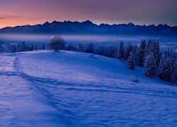 Zima, Drzewa, Las, Góry Tatry, Polska