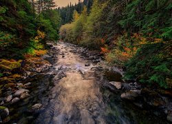 Stany Zjednoczone, Stan Waszyngton, Hrabstwo King County, Rzeka Taylor River, Jesień, Las, Kamienie