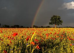 Tęcza na zachmurzonym niebie nad łąką maków