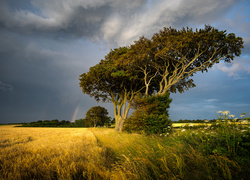 Tęcza nad drzewami i polem jęczmienia we wsi Thornham w Anglii