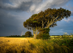 Anglia, Hrabstwo Norfolk, Wieś Thornham, Pole, Drzewo, Trawy, Tęcza