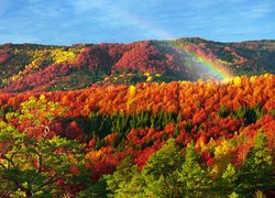 Tęcza nad jesiennymi drzewami w górach